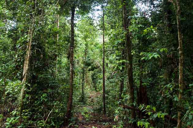 रूस के जंगलों में मिला ‘टार्जन’ रूस के जंगलों में मिला ‘टार्जन’