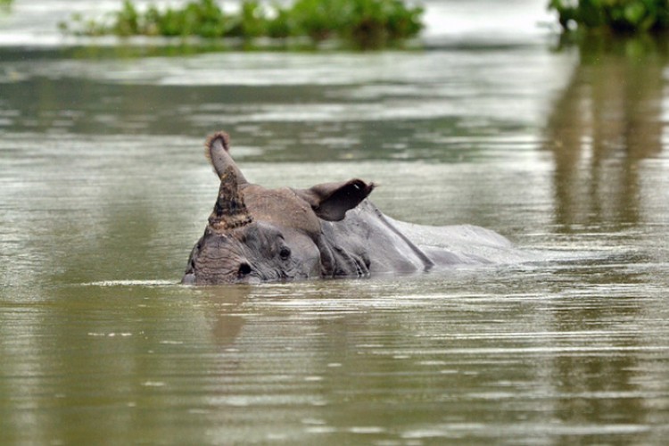 Assam