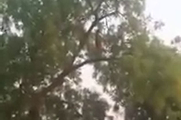 देखिए पेड़ पर नमाज अदा करती इस महिला को, लोगों का दावा- जिन्न का है साया