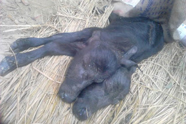 यूपी: दो सिर वाले पड़वे ने लिया जन्म, देखने वालों का लगा तांता