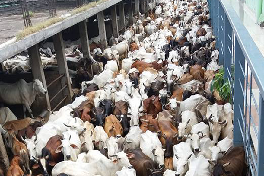 cow-related violence, Narendra Modi’s government, Bharatiya Janata Party, Cow Vigilantes, gau seva aayog, cow census in india, Goshala, gau rakshaks