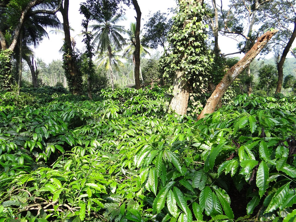  पहाड़, हरे-भरे जंगल, चाय और कॉफी के बागान कूर्ग के आम दृश्य हैं. मडिकेरि कुर्ग का जिला मुख्यायलय है. इसका नाम यहां के पहले शासक मुद्दुराजा के नाम पर पड़ा.