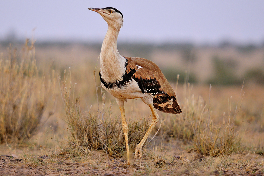 only-one-male-great-indian-bustard-survives-in-gujarat