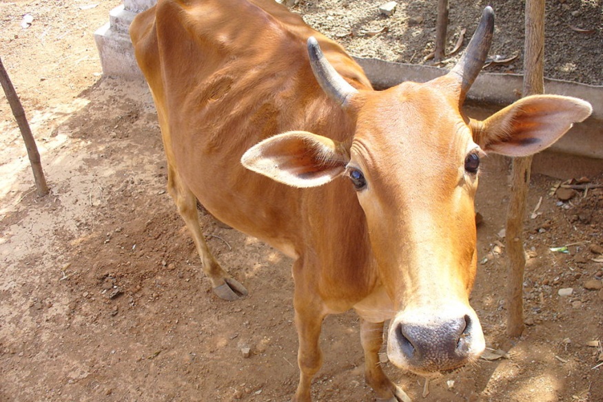 जानवरों के 15 ऐसे कानून, जो हमें मालूम होने चाहिए – News18 हिंदी