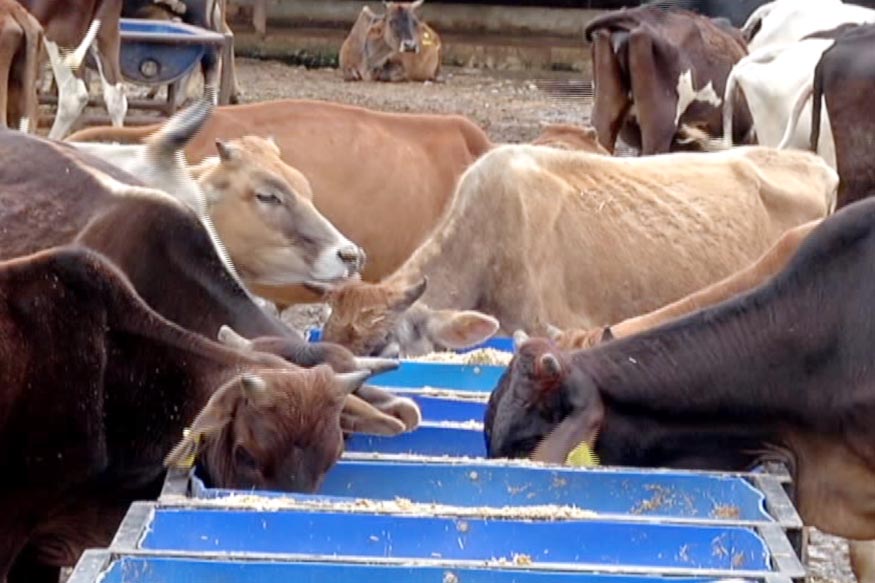 cow-shelter