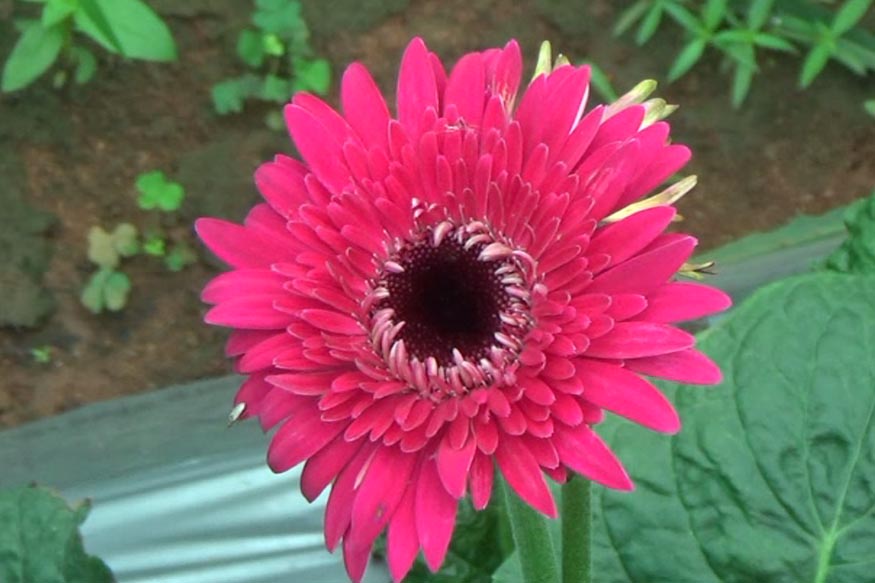 flower-cultivation