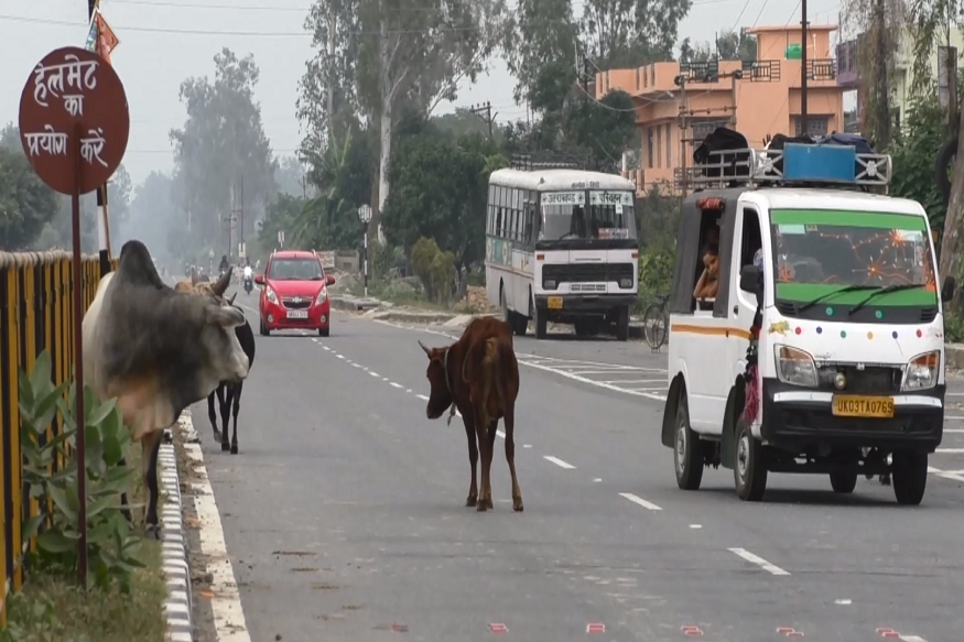 ह द न य ज एनएच 125 पर द र घटन ओ क क रण बन रह प लत ज नवर Pets Becoming The Cause Of Accidents On Nh 125 Champawat Videos In Hindi ह द व ड य ल ट स ट ब र क ग