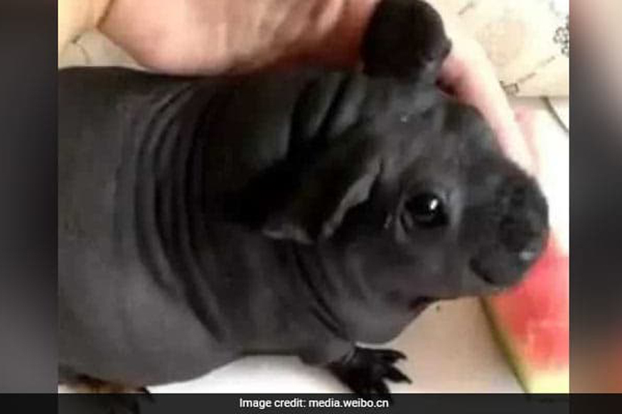 घर लेकर आया था प्यारा सा Puppy, पता किया तो निकला चूहा