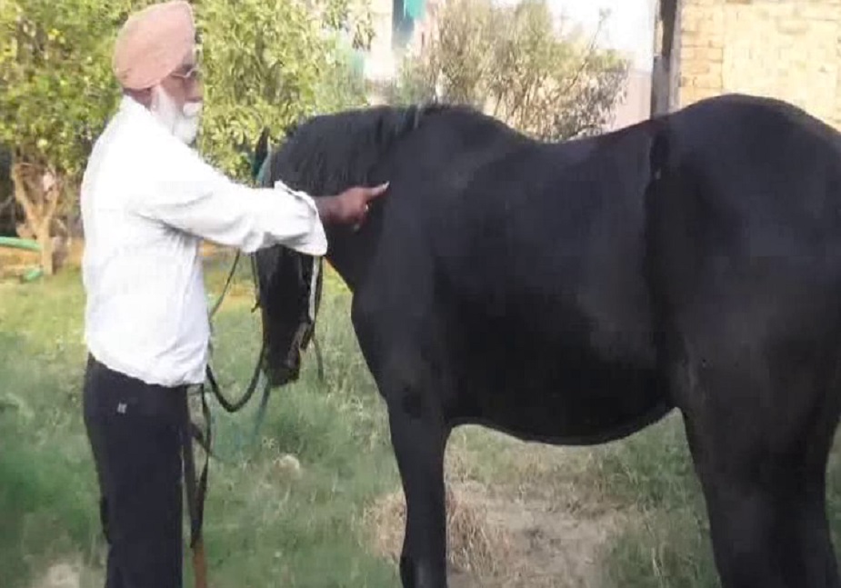  करणबीर ने बताया कि आरोपी ने उसे एक काले रंग का घोड़ा दिखाया और इसकी कीमत 24 लाख बताई. बाद में ये सौदा 17.50 लाख में तय हो गया और उसने ये घोड़ा खरीद लिया.