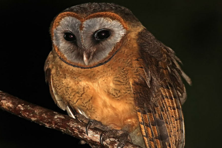 Know Types Of Owl In World Known For Devi Laxmi Vehicle क न ख स यत स द व ल क द न द व लक ष म क व हन बनत ह उल ल News18 Hindi