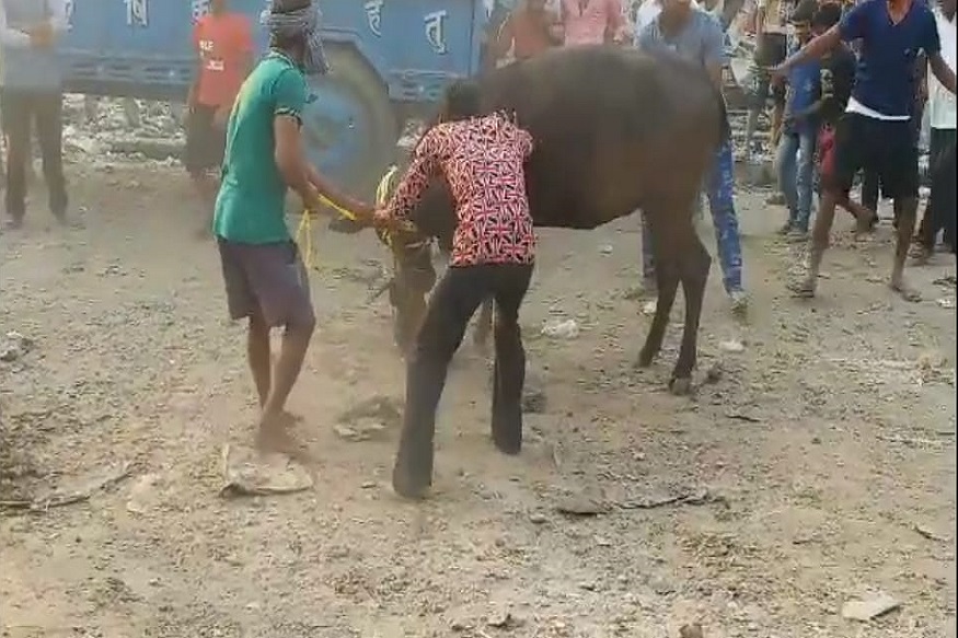 छपरा: गोवर्धन पूजा में  परम्परा और अंधविश्वास के नाम पर पशुओं से क्रूरता