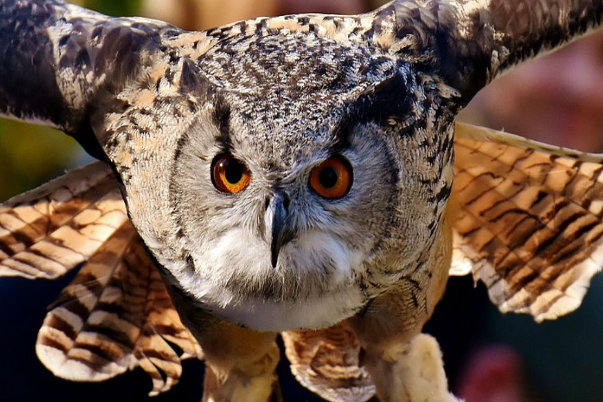 Know Types Of Owl In World Known For Devi Laxmi Vehicle क न ख स यत स द व ल क द न द व लक ष म क व हन बनत ह उल ल News18 Hindi