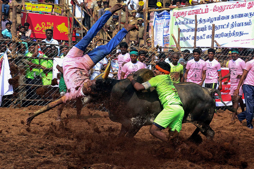 Jallikattu 2019: जल्लीकट्टू की इन तस्वीरों को देख आपके रोंगटे खड़े हो जाएंगे, बैलों से सामना करते योद्धा