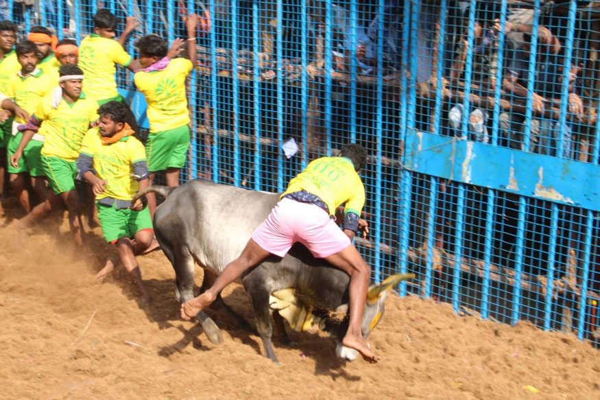 Jallikattu 2019: जल्लीकट्टू की ये तस्वीरें देख रुक जाएंगी आपकी सांसें!