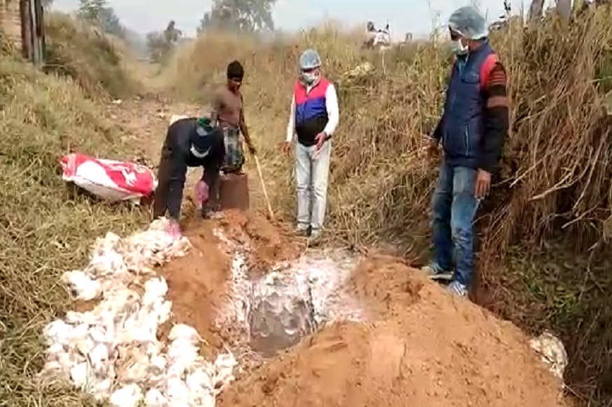 बिक्रम में 3200 मुर्गियों की मौत, बर्ड फ्लू की आशंका के बीच जांच के लिए कोलकाता भेजा गया सैम्पल