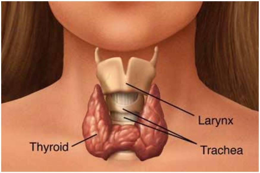 जानिए कितनी तरह का होता है थायरॉइड? ये है इसके इलाज और घरेलू नुस्खे