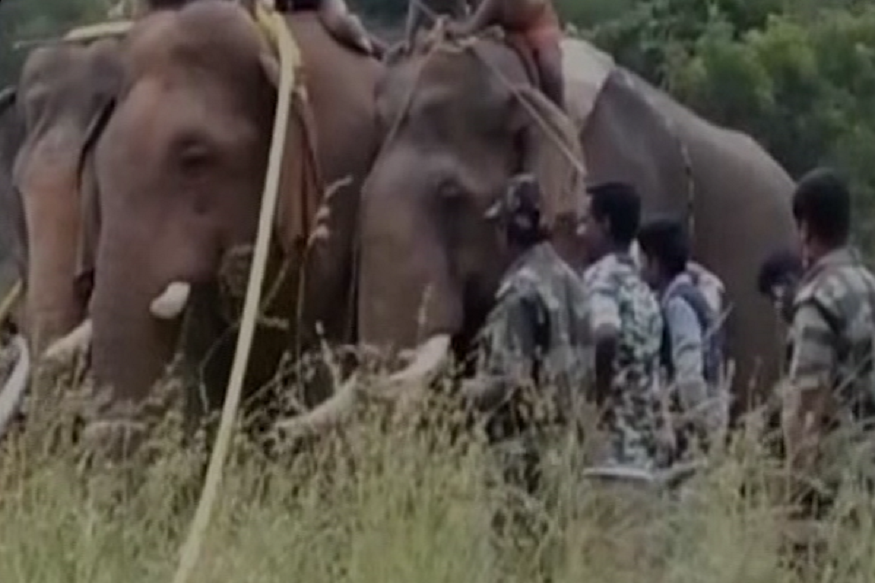 VIDEO: उत्पात मचाने वाले हाथियों को कड़ी मशक्कत से ऐसे किया गया काबू