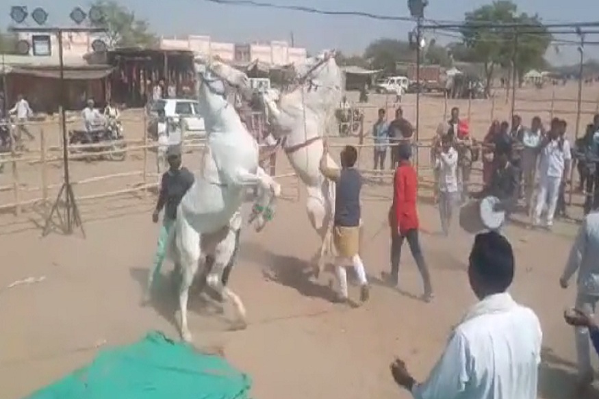 VIDEO: अश्‍व मेला : ढोल की थाप सुन दो पैरों पर खड़े होकर नाचने लगती हैं घोड़ि‍यां