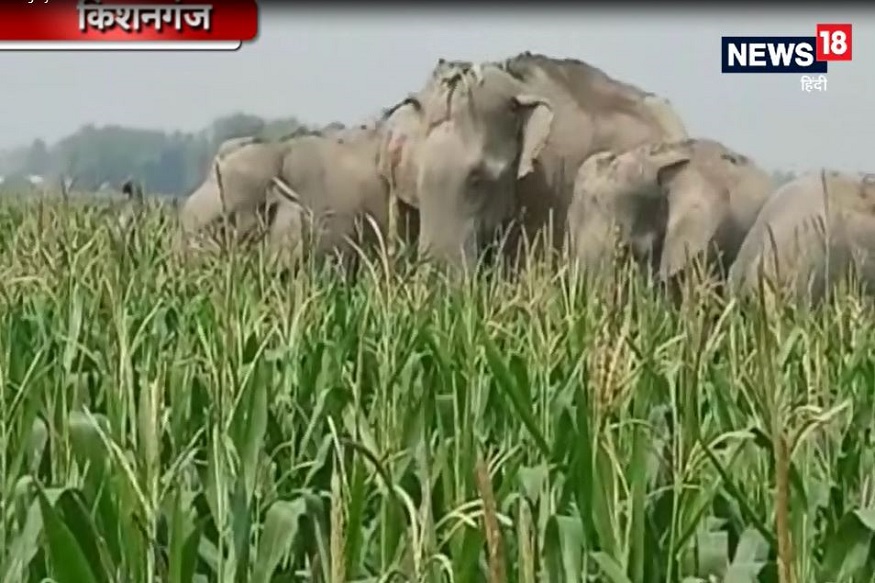 VIDEO: नेपाल से आए हाथियों के झुंड ने बिहार के गांव में मचाई तबाही