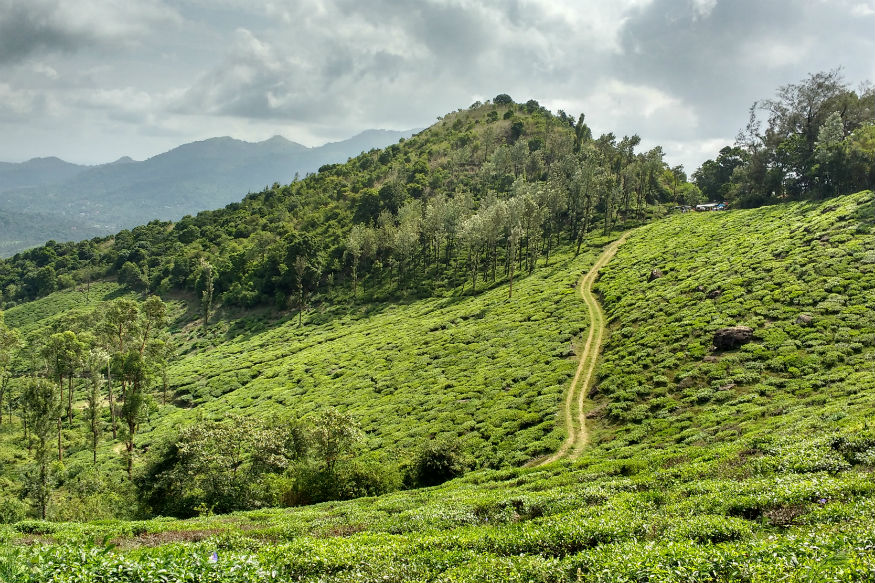  इसके अलावा वायनाड के दक्षिणपूर्वी हिस्से में नीलिमला है. यहां से मीनमुट्टी जलप्रपात का दृश्य बहुत ही शानदार दिखाई देती है.