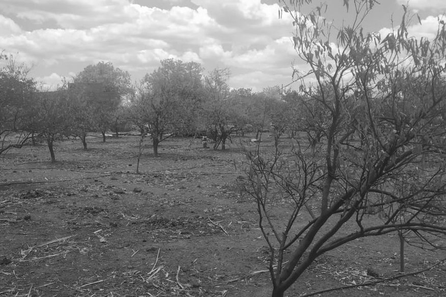 हरे-भरे खेत और मौसमी फलों के बाग उजाड़ पड़े हैं