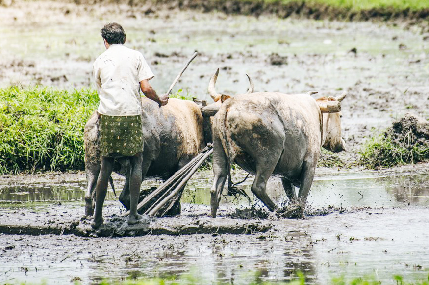 Budget 2019, modi government, interest free agri loan, farmers, kisan, kisan credit card, kcc, bjp, bjp sankalp patra 2019, बजट 2019, मोदी सरकार, ब्याज मुक्त कृषि ऋण, किसान, किसान क्रेडिट कार्ड, kcc, केसीसी, bjp,बीजेपी, bjp sankalp patra 2019, बीजेपी संकल्प पत्र 2019, नरेंद्र मोदी, कृषि मंत्रालय, ministry of agriculture,