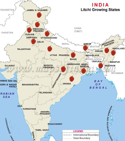 litchi trade, what in encephalitis, litchi decease, litchi qualities, litchi fruit cultivation, लीची कारोबार, इंसेफलाइटिस क्या है, लीची की बीमारी, लीची के गुण, लीची का पौधा