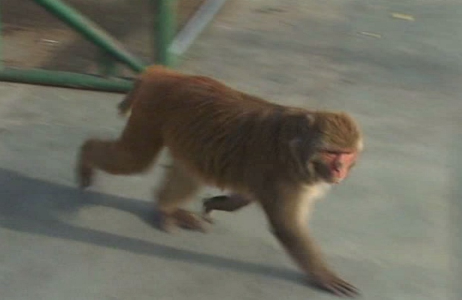 Monkey's Terror-बंदरों का आतंक
