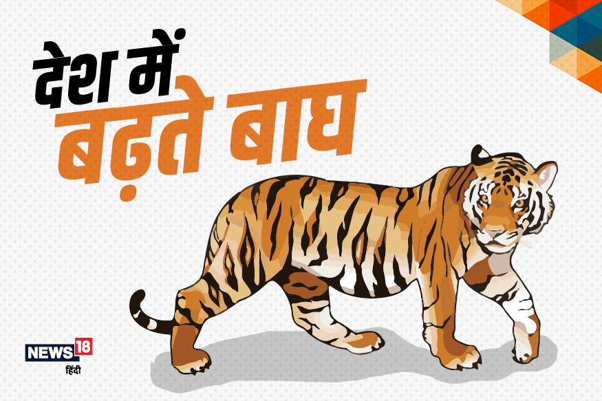 दुनिया के 75% बाघ भारत में मौजूद, जानिए किस राज्य में सबसे ज्यादा संख्या! –  News18 हिंदी