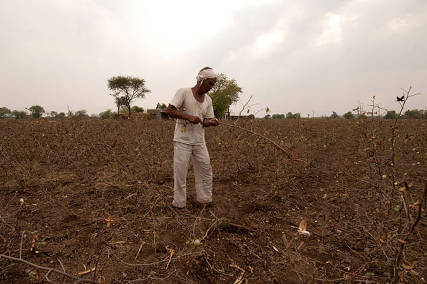 agriculture monsoon decline in sowing of kharif crops rice and pulses