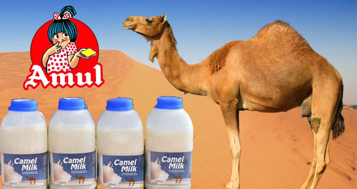 Amul, Amul milk, Camel milk, Gujarat, Ahmedabad