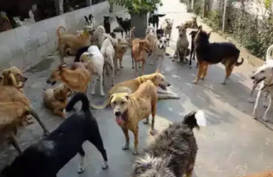 नवजात को पॉलिथीन में लपेटकर नाले में फेक गई थी मां, कुत्तों ने आकर बचाई जान