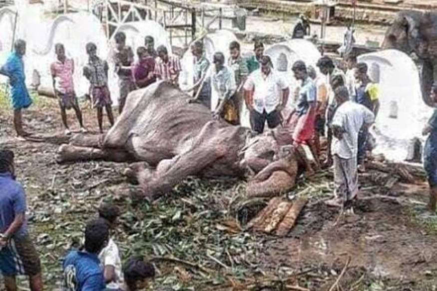 Sri Lanka, elephant, social media, photo viral,