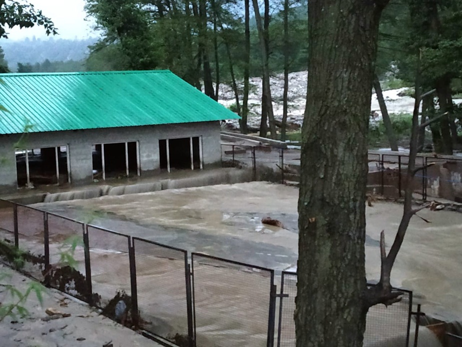 heavy rain in himachal
