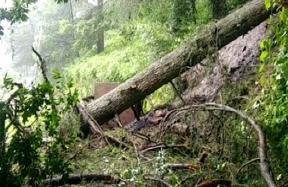 शिमला - पेड़ गिरे - Shimla - trees fell