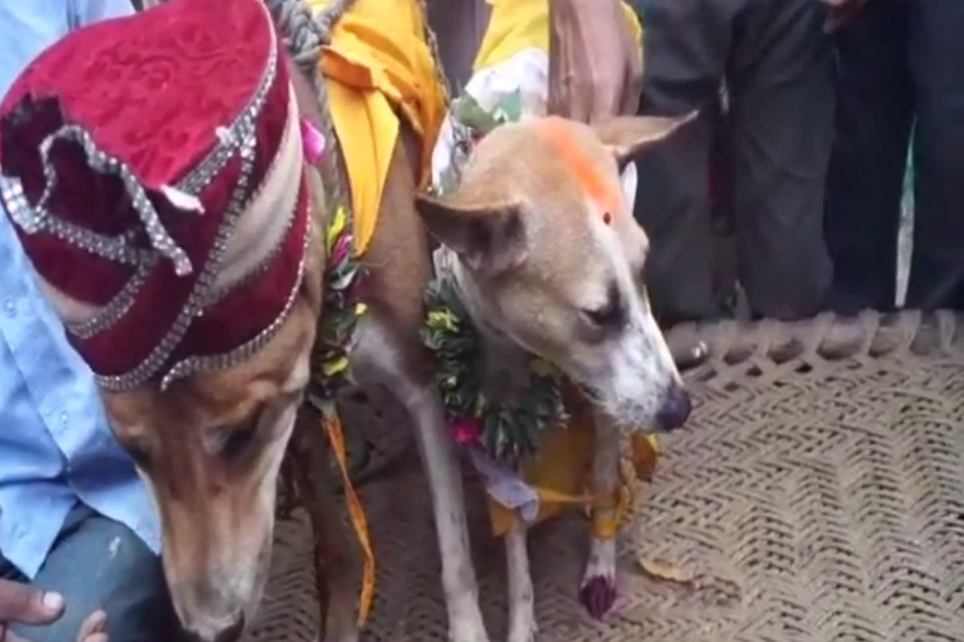 प्रयागराज में धूमधाम से रचाई कुत्ते-कुतिया की शादी