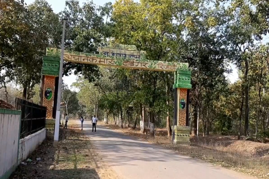 chhattisgarh, mungeli, Achanakmar tiger reserve, Baiga adivasi, Baiga adivasi of chhattisgarh, छत्तीसगढ़, मुंगेली, बैगा आदिवासी, अचानकमार टाईगर रिजर्व, बैगा आदिवासी की समस्याएं