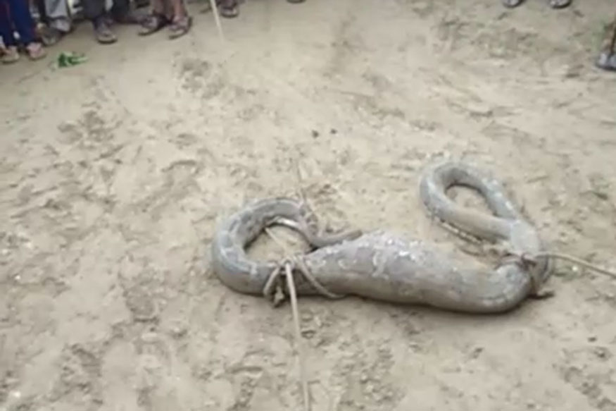 agra python