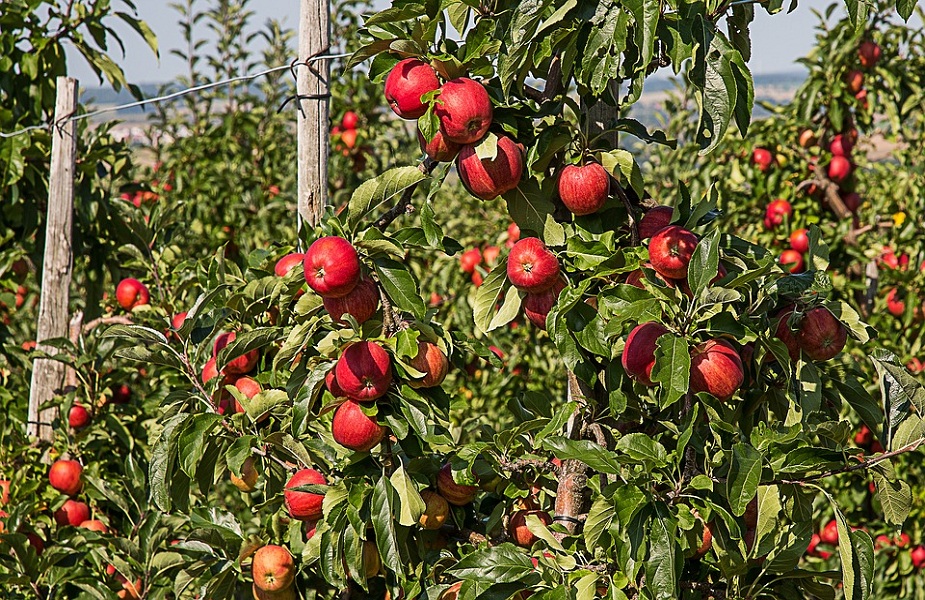 apple-सेब