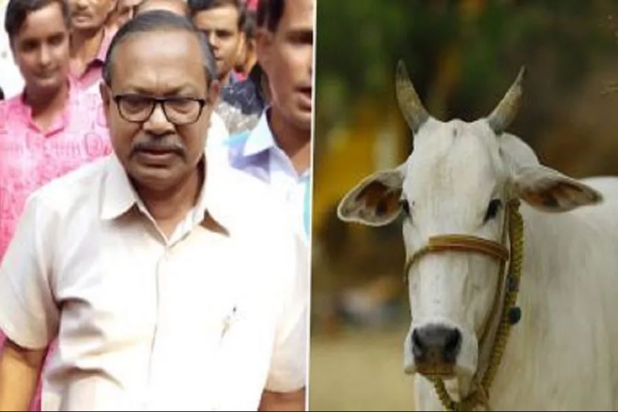 cow milk production, cow milk benefits, cow milk facts, music effect on cows, bjp MLA cow statement, गाय दूध उत्पादन, गाय के दूध के फायदे, काउ मिल्क फैक्ट्स, गाय पर संगीत का असर, भाजपा विधायक बयान
