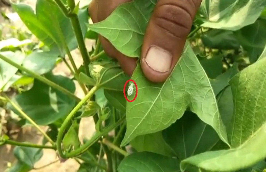 फसलों पर सूक्ष्म कीटों का हमले से परेशान किसान