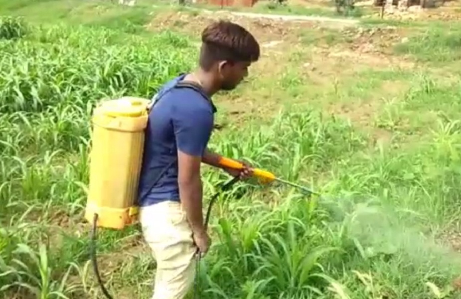कीटनाशक के तौर पर किसान कर रहे हैं शराब का स्प्रे
