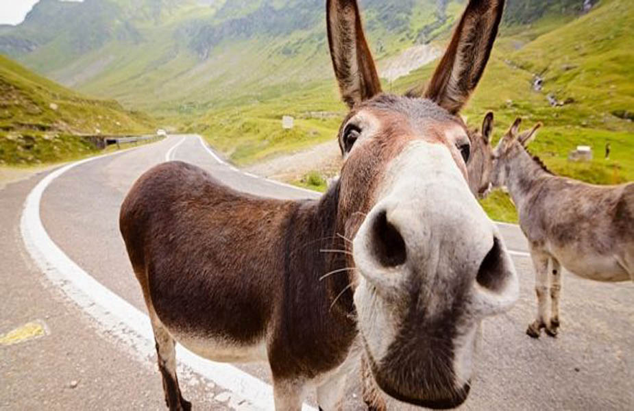 गधों और खच्चरों की संख्या हुई दोगुनी, Number of asses and mules doubled