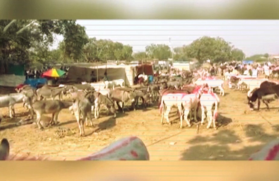 गधों और खच्चरों की संख्या हुई दोगुनी, Number of asses and mules doubled