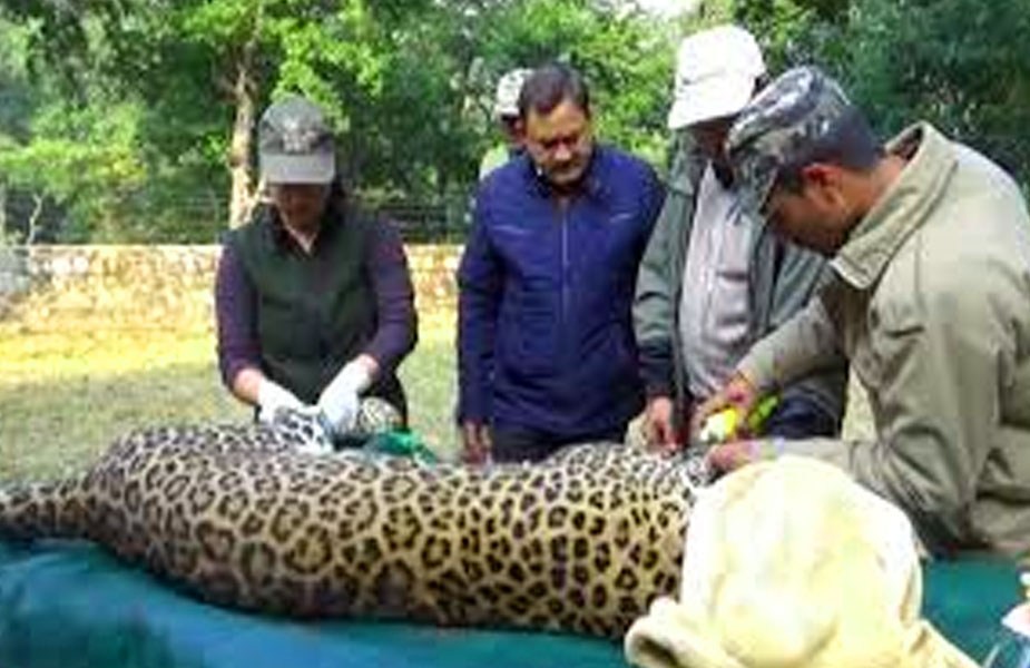 तेंदुआ-leopard