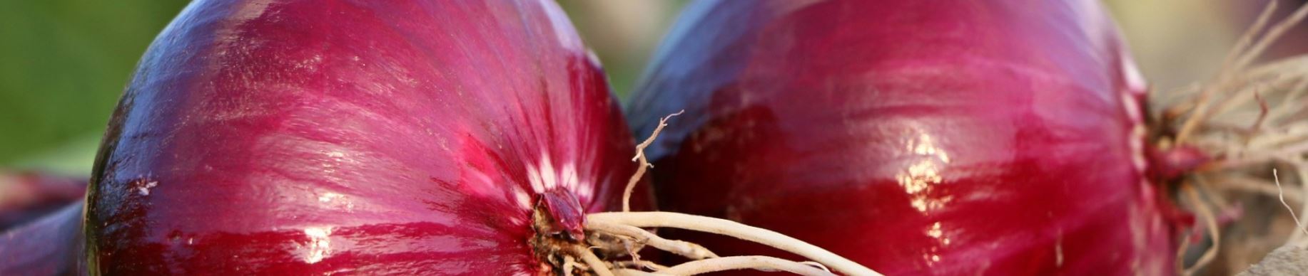 onion prices, onion production, why onion price rise, onion price india, onion price city wise, प्याज़ के दाम, प्याज़ का उत्पादन, क्यों बढ़े प्याज़ के दाम, देश में प्याज़ के दाम, राज्यों में प्याज़ के दाम