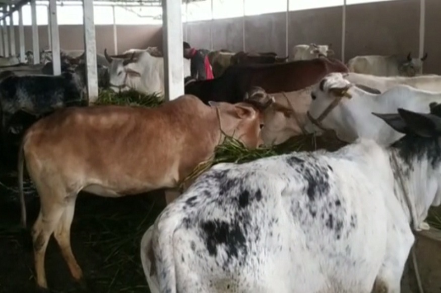 News - मंदिर की गौशाला के दूध से होगा बाबा महाकाल का अभिषेक