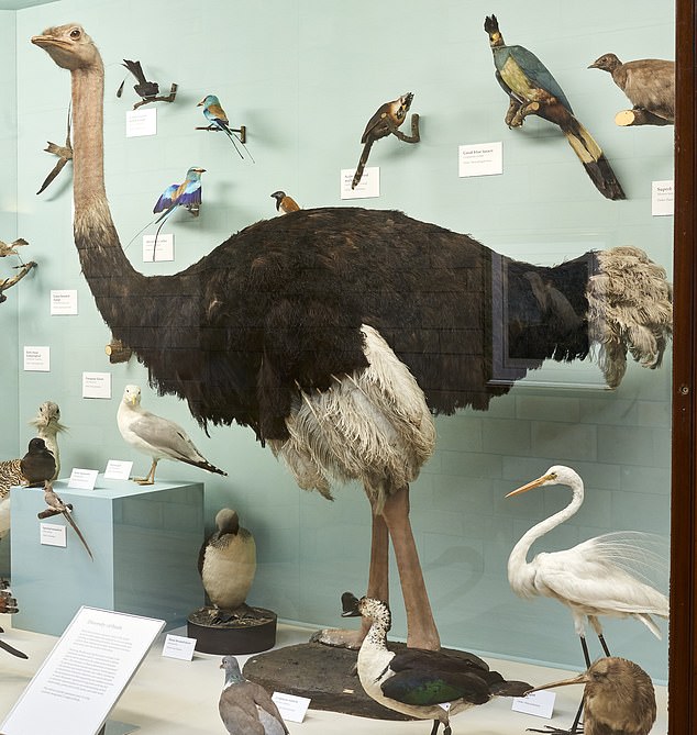Ostrich