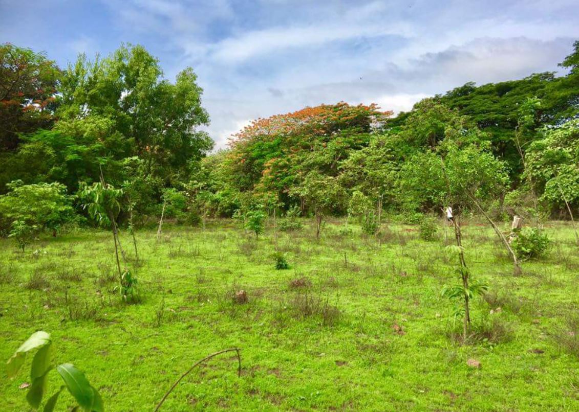 aarey colony, aarey forest, aarey colony history, mumbai forest, jawahar lal nehru facts, आरे कॉलोनी, आरे जंगल, आरे कॉलोनी इतिहास, मुंबई जंगल, जवाहरलाल नेहरू फैक्ट्स