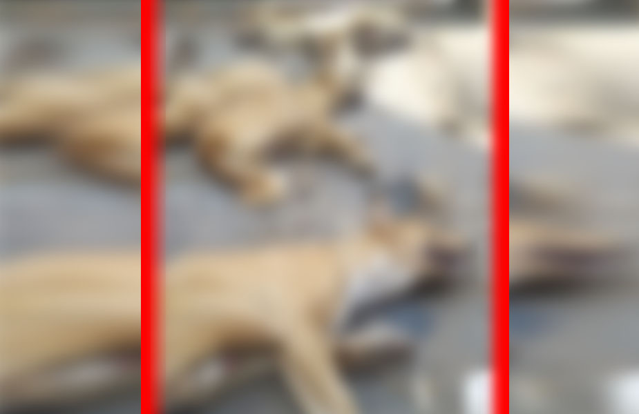 कुत्ता-dogs